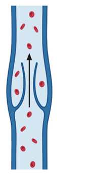 Hemoglobin is the Breath of Life within Our Cells: An Update 1 007dda3c fff