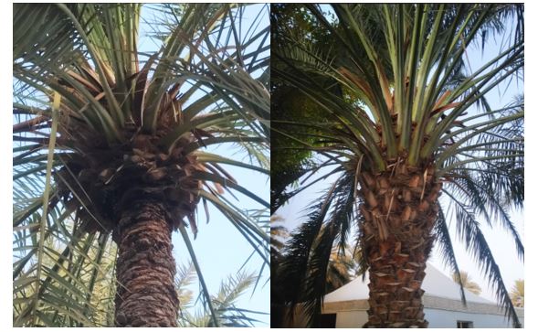 Experimental Investigation of Date palm Leaf Fiber reinforced with polymer matrix composite. 1 0fc4fd7e feature image 1