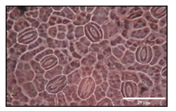 Ecology of Leaf Adaptations in Azardirachta indica A. Juss at Desert Environment 1 116fe972 figure1