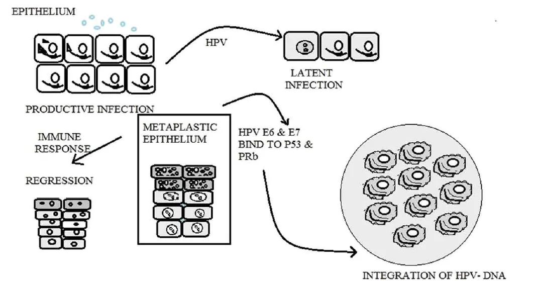A Brief Review On Nanoparticles Drug Delivery System Used In Cervical Cancer 1 11fcbf2f fe png