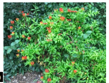 A Review on Ethnomedicinal Claims of Gloriosa Superba Linn. (Langali). 1 1692587a fi