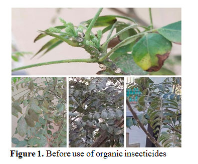 Method of Making Organic Insecticides, Hair Color and Lip Lotion by Utilizing Natural Constituents 1 18f3ccbb 1