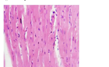 Effect of Nano-Prepared N. sativa Seed Extract on Cardiac Tissue Structure in Tartrazine-Treated Male Albino Mice 1 1ae0db2a f1 png