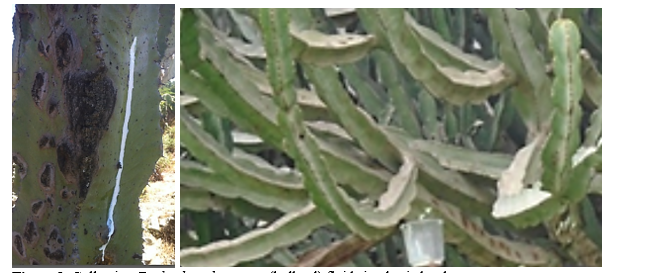 Physico-Mechanical Behavior of Euphorbia abyssinica and Wood–Chips Composites 1 200b20c6 fi