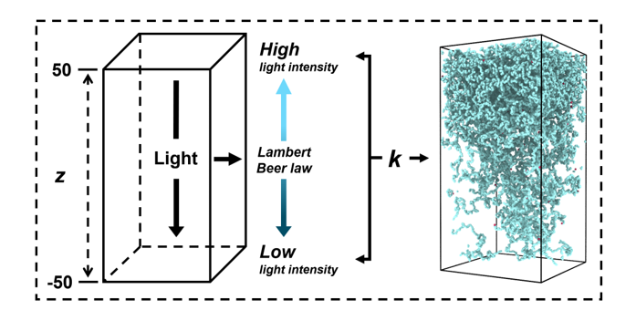 Dissipative Particle Dynamics Simulation Study on the Evolution of Photoinitiated Free Radical Polymerization Crosslinked Networks 1 26de3b92 fi