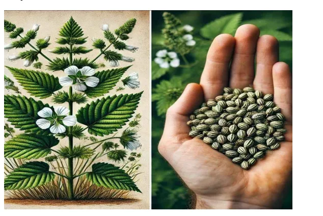 A Comprehensive Review of Antioxidant Activity of Bhringraj (Eclipta alba) : An Indian Ancient Herb 1 284dfa7a 3 png