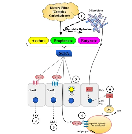 Gut Microbiome Dysbiosis During Metabolic Disorders: Diabetes 1 32ed8ba3 screenshot 2024 10 04 160623 png