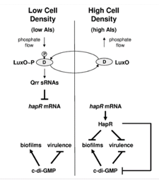 Whispers of the Microbial World: Unveiling Bacterial Dialogues through Quorum Sensing 1 38b7aded capture 1