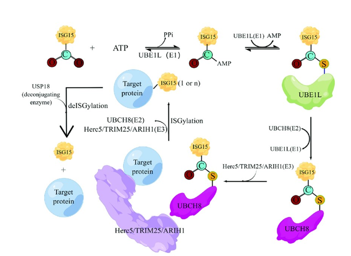 ISGylation: A Key Host Cellular Defense Mechanism 1 3e8690f3 capture 1