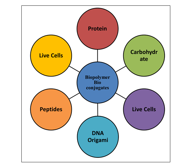 Bioconjugates and Biohybrid Polymers: Intricate Cellular Integration Methods and Sophisticated Biofunctionalization Techniques for Tailored Properties in Medical Contexts 1 42e45a10 fig 1