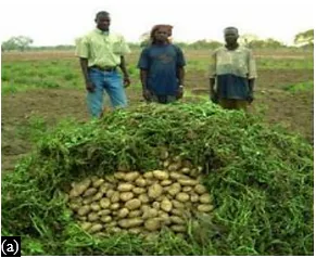 Conservation of Agricultural Products in Sub-Saharan Zone by Ecological Off-grid Cold Room, Case of Senegal 1 53b27e41 jhjhmhb png