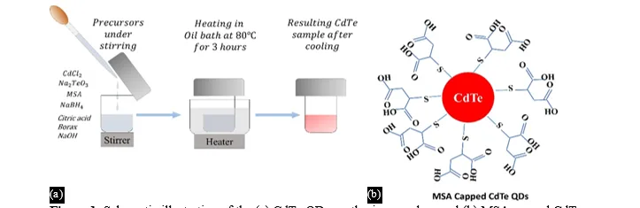 Red emissive MSA capped CdTe quantum dots for cell imaging 1 57e11fa8 fi png