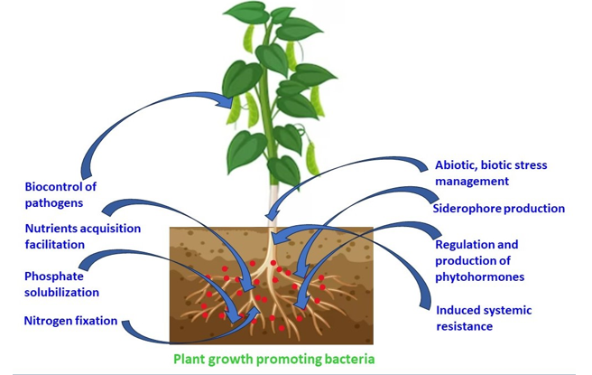 Plant Growth Promotion: Role of Nanoparticles and Soil Microorganisms 1 595184d0 fi2