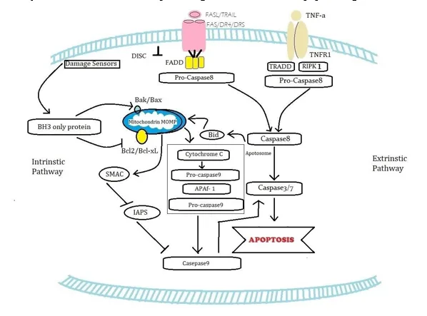 Understanding Programmed Cell Death 1 639a3a9c fi png