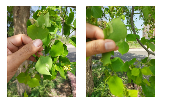 Control of Powdery Mildew of Sheesham (Dalbergia Sissoo) in India through Radionics Computer and Nanotechnology from Kuwait 1 68fc2ae3 fi2