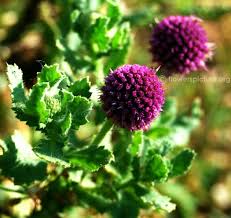 The Study On Sphaeranthus Indicus 1 6aaf23bb images