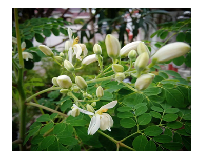 Comparative Analysis of Bioactive Phytochemical Profiles of Moringa Oleifera and Aegle Marmelos Grown in Bundelkhand 1 6cb8abc7 screenshot 2024 09 23 164410