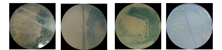 Screening and Isolation of Bacterial Isolates for Polyhydroxyalkanoates Production from Oil-Contaminated sites 1 81002309 111