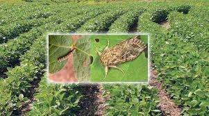 Pesticidal Pollution Due to Soybean Farming in Sehore District of Madhya Pradesh 1 8340694f images