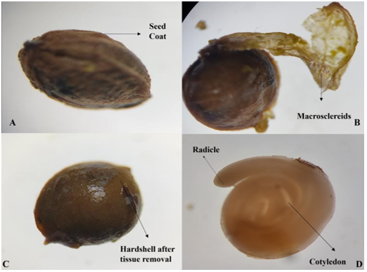 Optimization of Seed Viability Tests for Humulus lupulus 1 83bb62ba 12