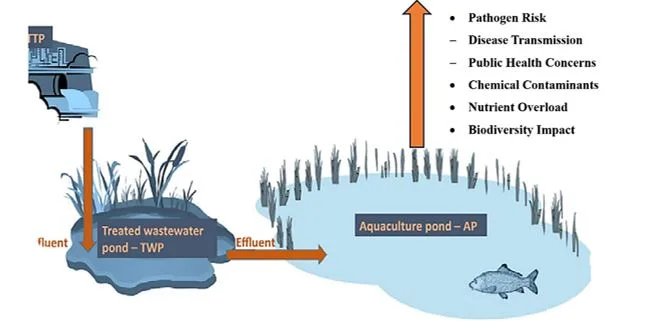 Treated Sewage in Fish Farming and Ecological Challenges 1 86d2d5d5 t