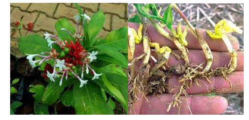 Rauwolfia serpentina: A Comprehensive Phytochemical Study of its Bioactive Metabolites 1 8b15e58a screenshot 2024 09 03 152837