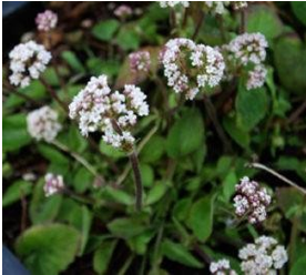 Valeriana Jatamansi in Ailment of Various Diseases: A Review 1 8d23bf41 capture