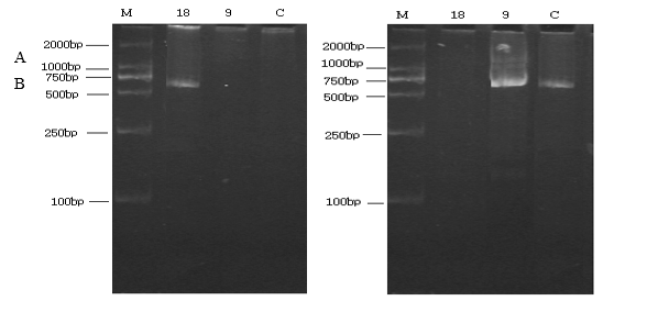 Isolation, Purification and Characterization of Antimicrobial peptide produced by Saccharomyces boulardii №6569 1 934d64c3 121