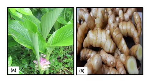 A Review on Phytochemistry and Pharmacological Properties of Curcuma amada (Zingiberaceae) 1 98de0d0c ff