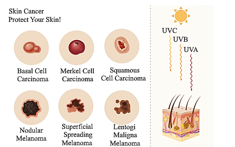A Review of Herbal Photoprotective Agents: From Traditional Knowledge to Modern Sunscreen Formulations 1 99ca95fb fi