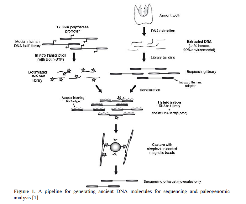 From Ancient DNA to Modern Livestock: Paleogenomics 1 a5690ed9 ferature img