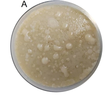 Characterization of Cellulose Producing Bacterial Isolates from Rotten Fruits 1 a89ac90f fe