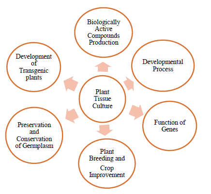Hydroponics Culture Regulated Metabolic Variations in Plants of Medicinal Value 1 ae3297ae fi