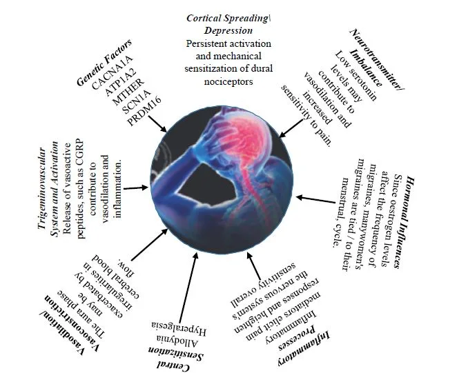 Deciphering the Pathophysiology of Migraine: Understanding Trigeminovascular System Activity and the Importance of the Gut-Brain Axis 1 b3ba1001 capture