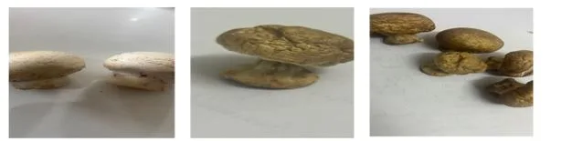 Edible Mushrooms: Management of Diabetes Mellitus and Phytochemical Screening of Agaricus Bisporus 1 b8499585 capture