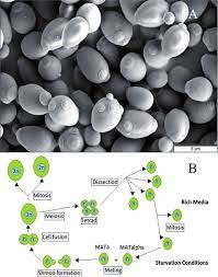 Saccharomyces Cerevisiae and Pichia Pastoris Optimize NH4NO3 by 50 % in Solanum Lycopersicum Preventing N2O Release. 1 ba6ecd35 download 1