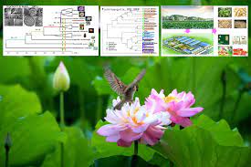 Nymphaea lotus (Indian Lotus) Analysis with Genetic Algorithm 1 d2ea9c14 download 1