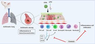 Effects of Gypsophila on Airway Inflammation in Guinea pig model of ovalbumin‐induced Asthma 1 d3dbce18 images
