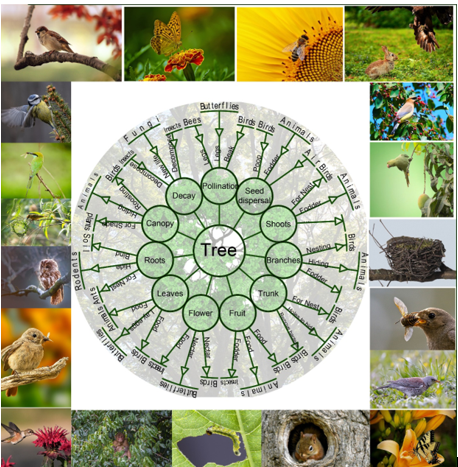 Species Interdependence and Biodiversity 1 ebfa901a capture3