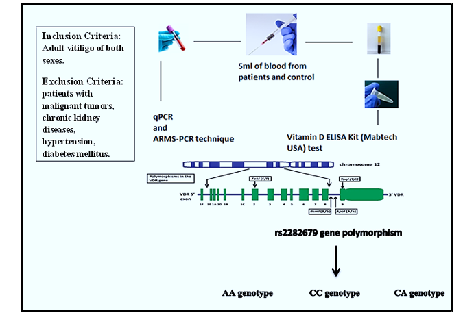 Association of Vitamin D binding protein BP rs2282679 Gene polymorphism and Serum Levels of Vitamin D in Patients with Vitiligo 1 f17bfb3c 1233