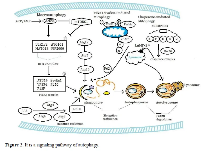 Understanding Programmed Cell Death 3 figures