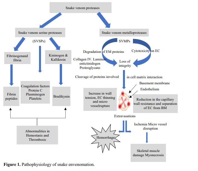 ADR CAUSED BYANTI-SNAKE VENOM A CASE REPORT HIGHLIGHTING THE PATHOPHYSIOLOGY, PREVENTION, AND IT’S MANAGEMENT 2 figures