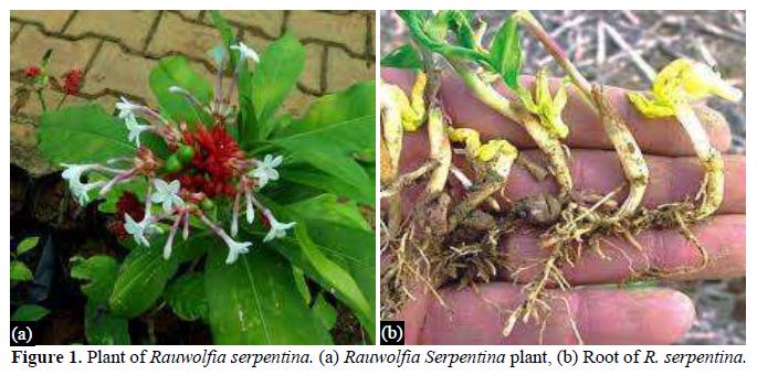 Rauwolfia serpentina: A Comprehensive Phytochemical Study of its Bioactive Metabolites 2 figures