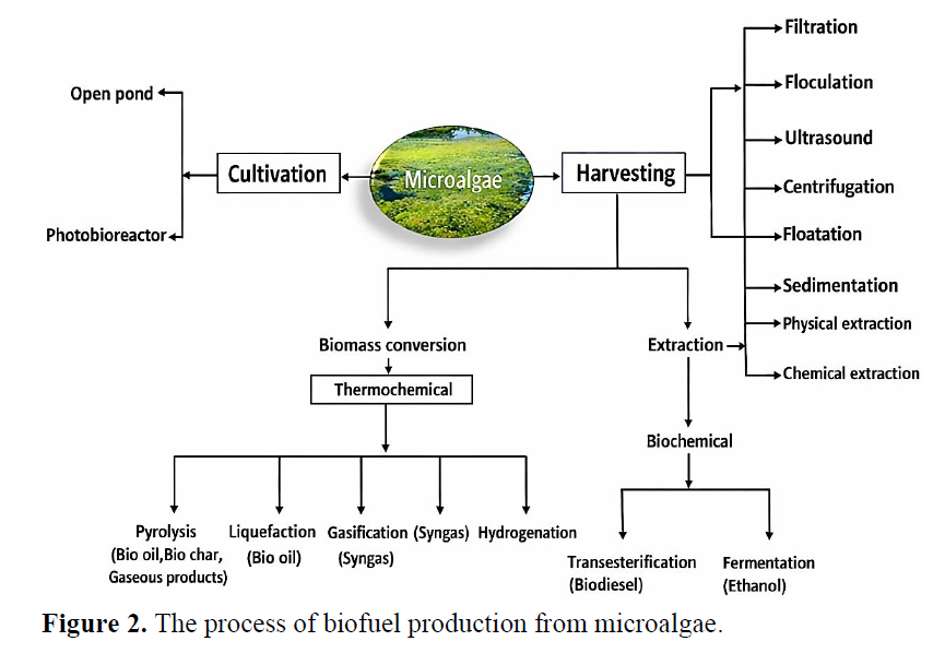 Key Issues in Biofuel Production from Microalgae: A Review 3 figures