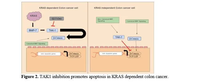 Harnessing Nature: Formulations for Colon Cancer Prevention and Treatment 3 figures