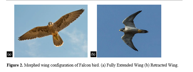 Aerodynamic Analysis of Bio-inspired Wing with Adaptive Aspect Ratio 3 figures