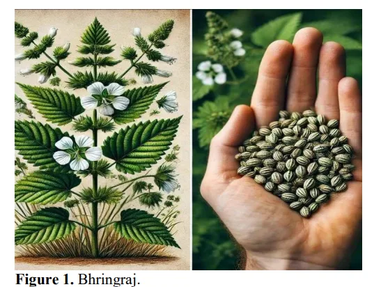 A Comprehensive Review of Antioxidant Activity of Bhringraj (Eclipta alba) : An Indian Ancient Herb 2 figures