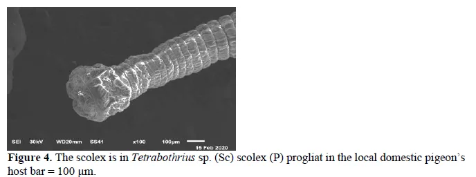 Description of the Tapeworm Tetrabothrius rudolphi, 1819 (Fam: Tetrabothriidae) in Domestic Chickens Gallus gallus domsticus 5 figures