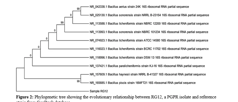 Stimulation of Plant Growth Promoting Rhizobacteria with ZnO Nanoparticles to Improve Growth and Development of Groundnut Plants (Arachis Hypogaea L.) 6 figures