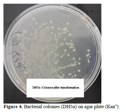 Application of pET28a Vector for the Over Expression of Recombinant Human Tim23 Protein in E. coli and its Validation by Immunoblotting 5 figures